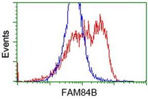 HEK293T cells transfected with either RC207996 overexpress plasmid (Red) or empty vector control plasmid (Blue) were immunostained by anti-FAM84B antibody (ABIN2453036), and then analyzed by flow cytometry. (FAM84B Antikörper)