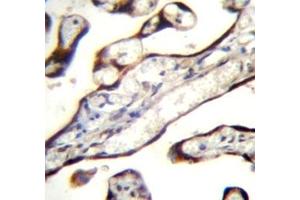 Immunohistochemistry (IHC) image for anti-Growth Differentiation Factor 15 (GDF15) (AA 51-79) antibody (ABIN3031110)