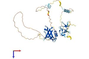 PDLIM4 Protein (AA 1-330) (His tag)