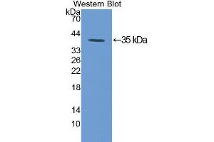 Western Blotting (WB) image for anti-Protein Kinase C, gamma (PRKCG) (AA 351-614) antibody (ABIN1172866) (PKC gamma Antikörper  (AA 351-614))