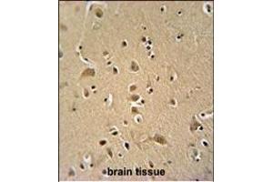 WIPF2 antibody (C-term) (ABIN654930 and ABIN2844573) immunohistochemistry analysis in formalin fixed and paraffin embedded human brain tissue followed by peroxidase conjugation of the secondary antibody and DAB staining. (WIPF2 Antikörper  (C-Term))