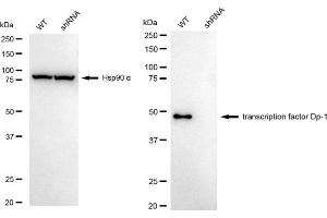 Western blotting analysis using transcription factor Dp-1 antibody (ABIN7800593). (Rekombinanter DP1 Antikörper)