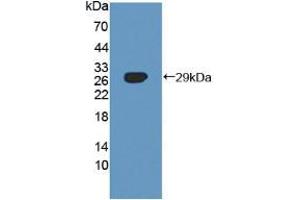 Western blot analysis of recombinant Human SNX13. (SNX13 Antikörper  (AA 97-284))