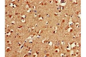 Immunohistochemistry of paraffin-embedded human brain tissue using ABIN7152652 at dilution of 1:100 (FAAH Antikörper  (AA 205-342))