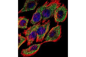 Fluorescent confocal image of A549 cell stained with GSTP1 Antibody (Center) (ABIN1881393 and ABIN2842718). (GSTP1 Antikörper  (AA 97-126))