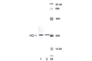 Western blot analysis of Rat Brain cell lysates showing detection of HO-1 protein using Rabbit Anti-HO-1 Polyclonal Antibody . (HMOX1 Antikörper)