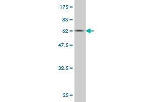 Western Blot detection against Immunogen (59. (LRG1 Antikörper  (AA 37-347))