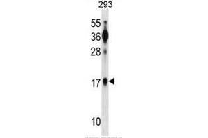 BATF Antibody (N-term) western blot analysis in 293 cell line lysates (35µg/lane). (BATF Antikörper  (N-Term))