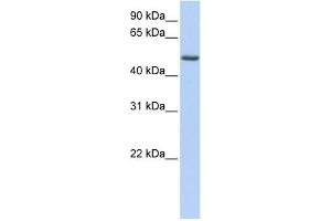 PHLDA1 antibody used at 1 ug/ml to detect target protein. (PHLDA1 Antikörper  (C-Term))