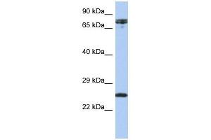HNF1A antibody used at 0. (HNF1A Antikörper  (N-Term))