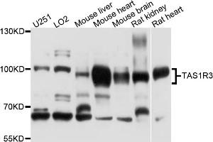Western blot analysis of extracts of various cell lines, using TAS1R3 antibody (ABIN4905370) at 1:1000 dilution.