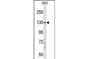 PITPNM2 Antibody (Center) (ABIN657583 and ABIN2846586) western blot analysis in 293 cell line lysates (35 μg/lane).