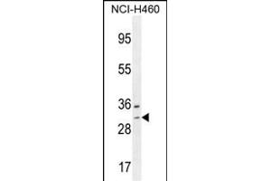 WBSCR27 Antibody (N-term) (ABIN654505 and ABIN2844234) western blot analysis in NCI- cell line lysates (35 μg/lane). (WBSCR27 Antikörper  (N-Term))