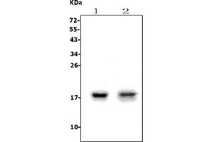 Western blot analysis of UBD using anti-UBD antibody (ABIN7599019).