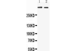 Anti-Huntingtin antibody, All Western blottingAll lanes: Anti-HTT at 0. (Huntingtin Antikörper  (C-Term))