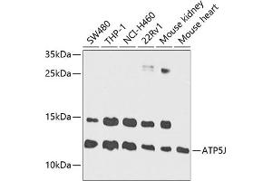 Western blot analysis of extracts of various cell lines, using J antibody (ABIN1678787, ABIN3018048, ABIN3018049 and ABIN6220343) at 1:1000 dilution. (ATP5J Antikörper  (AA 1-108))