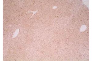 Immunohistochemical satining of mouse liver (polyester wax section) with Haao polyclonal antibody . (HAAO Antikörper)
