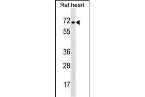 Rat Stra6 Antibody (C-term) (ABIN1537393 and ABIN2850195) western blot analysis in rat heart tissue lysates (35 μg/lane). (STRA6 Antikörper  (C-Term))