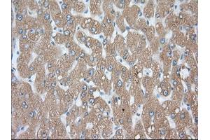 Immunohistochemical staining of paraffin-embedded Human prostate tissue using anti-PDE4A mouse monoclonal antibody. (PDE4A Antikörper)