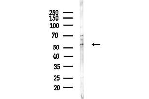 Western blot analysis of lysates from  cells(heat-shock,45 min treatment), using MUC13 Antibody at 1/1000 dilution.