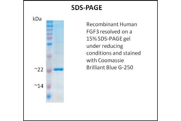 FGF3 Protein