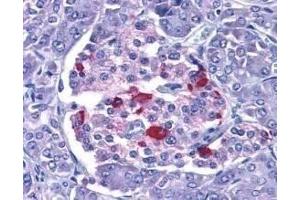 Immunohistochemical staining of EndoG in human pancreas with EndoG antibody at 15μg/ml. (Endonuclease G Antikörper  (AA 55-70))