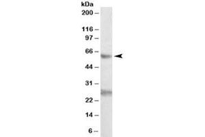 Western blot testing of K562 lysate with EIF2B4 antibody at 0. (EIF2B4 Antikörper)
