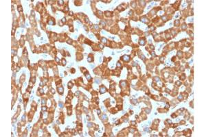 Formalin-fixed, paraffin-embedded human Liver stained with Prohibitin Mouse Monoclonal Antibody (PHB/1881). (Prohibitin Antikörper  (AA 167-261))