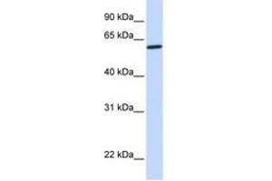 Image no. 1 for anti-Cytochrome P450, Family 27, Subfamily A, Polypeptide 1 (CYP27A1) (AA 432-481) antibody (ABIN6741109) (CYP27A1 Antikörper  (AA 432-481))