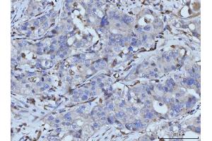 IHC analysis of PLD3 using anti-PLD3 antibody (ABIN7599439). (PLD3 Antikörper  (AA 1-490))