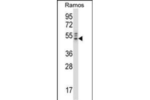 NCK2 Antibody (N-term) (ABIN658028 and ABIN2846966) western blot analysis in Ramos cell line lysates (35 μg/lane). (NCK2 Antikörper  (N-Term))