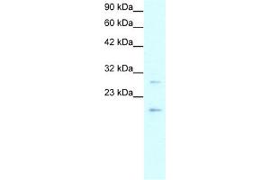 WB Suggested Anti-CLDN1 Antibody Titration:  0. (Claudin 1 Antikörper  (C-Term))