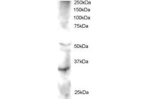 Western Blotting (WB) image for anti-Frequently Rearranged in Advanced T-Cell Lymphomas 2 (FRAT2) (C-Term) antibody (ABIN2465729) (FRAT2 Antikörper  (C-Term))