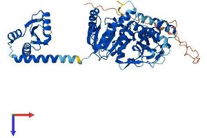 MDH1B Protein (AA 1-518) (His tag)