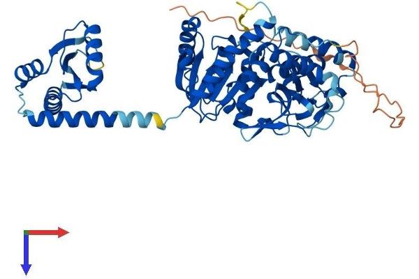 MDH1B Protein (AA 1-518) (His tag)