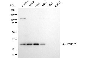 Western blotting analysis using FAHD2A antibody (ABIN7798666).