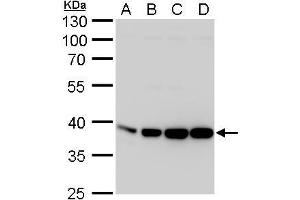 WB Image Aldolase A antibody detects Aldolase A protein by western blot analysis. (ALDOA Antikörper)