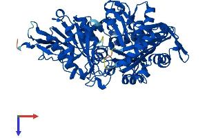 Phosphoglucomutase 5 Protein (PGM5) (AA 1-567) (His tag)