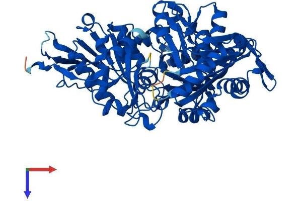 Phosphoglucomutase 5 Protein (PGM5) (AA 1-567) (His tag)