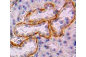IHC-P analysis of Kidney tissue, with DAB staining. (CUBN Antikörper  (AA 3157-3274))