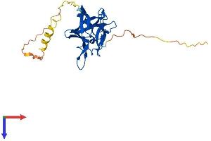 FGF14 Protein (AA 1-247) (His tag)