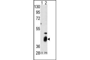 Image no. 1 for anti-Dual Specificity Phosphatase 7 (DUSP7) (N-Term) antibody (ABIN360782)
