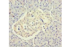 Immunohistochemistry of paraffin-embedded human pancreatic tissue using ABIN7150811 at dilution of 1:100 (DCTN3 Antikörper  (AA 2-176))