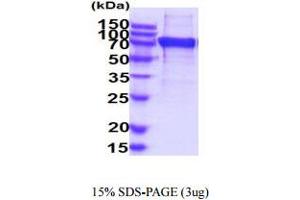 SIGLEC7 Protein (AA 19-353) (hIgG-His-tag)