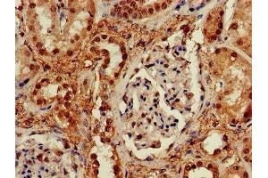 IHC image of ABIN7168497 diluted at 1:600 and staining in paraffin-embedded human kidney tissue performed on a Leica BondTM system. (RUVBL2 Antikörper  (AA 281-444))