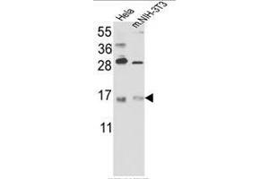Western blot analysis of RBM3 Antibody (C-term) in Hela cell line lysates and mouse NIH-3T3 tissues lysates(35ug/lane). (RBM3 Antikörper  (C-Term))