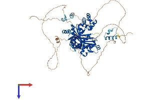 POLI Protein (AA 1-717) (His tag)