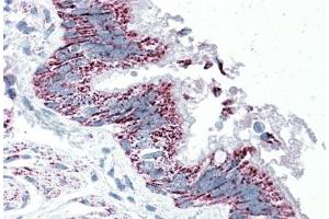 Immunohistochemistry (5μg/ml) staining of paraffin embedded Human Bronchus. (TTLL4 Antikörper  (Internal Region))