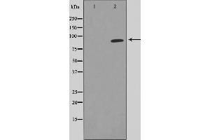 Western blot analysis of STAT5A expression in HeLa whole cell lysates,The lane on the left is treated with the antigen-specific peptide.