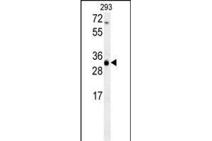 ERG25 Antibody (C-term) (ABIN657875 and ABIN2846831) western blot analysis in 293 cell line lysates (35 μg/lane).